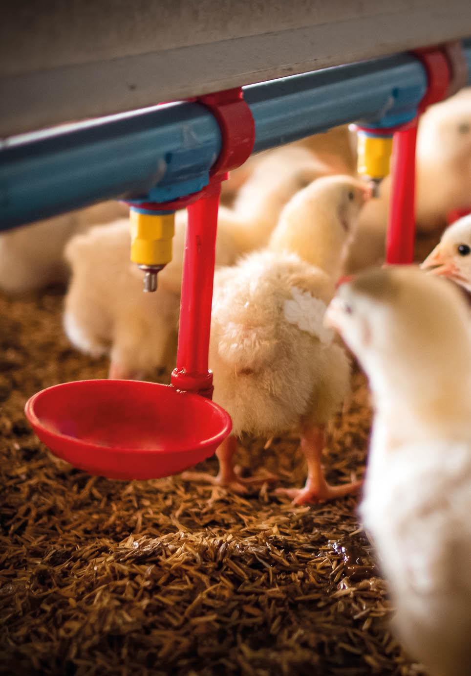 The little chicken was drinking water in the smart farm