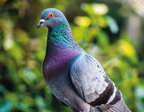 A pigeon is sitting on the top of a rock, looking around.