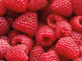 A lot of a tasty juicy raspberry
