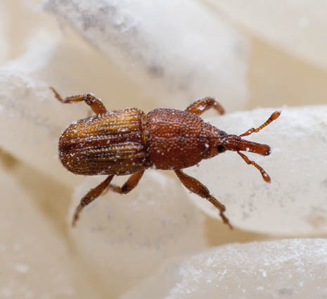Rice weevil, or science names Sitophilus oryzae close up on white Rice destroyed. 