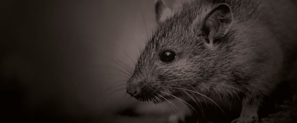 Brown rat (Rattus norvegicus) walking in grass on bank at night. Netherlands. Wildlife in nature of Europe.