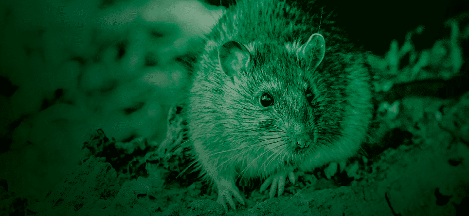  brown rat,Rattus norvegicus, also known as the common rat, street rat, sewer rat, wharf rat, Hanover rat, Norway rat, Norwegian rat and Parisian rat