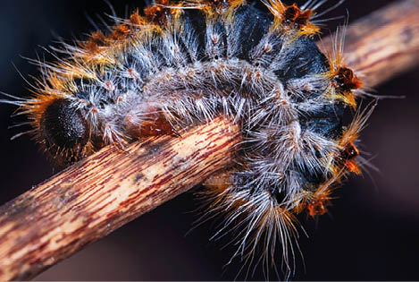 Macro close up of a processionary caterpillar (oruga procesionaria, thaumetopoea pityocampa).