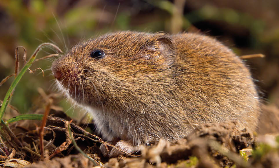 Common Vole (Microtus arvalis) in it's Natural Rural Open Habitat