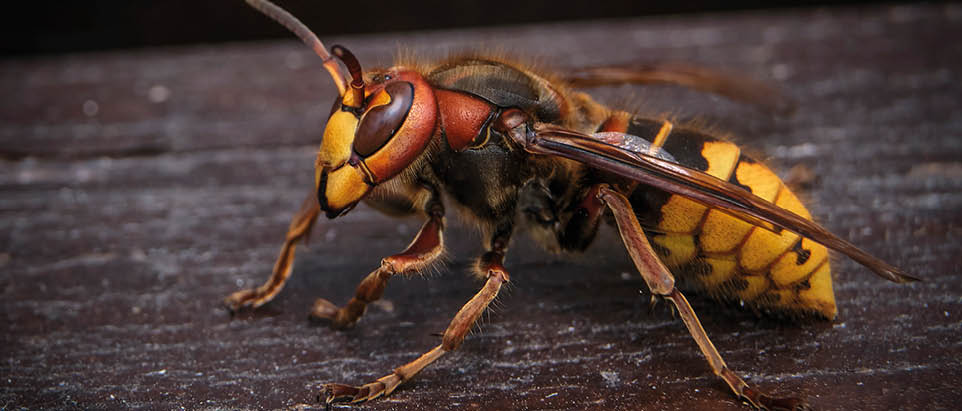 A large yellow hornet sits on a tree. A close-up.