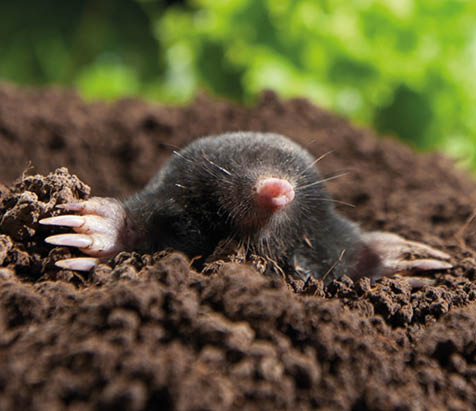 Mole peeking out of it's hole in the garden
