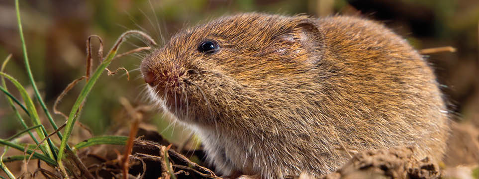 Common Vole (Microtus arvalis) in it's Natural Rural Open Habitat