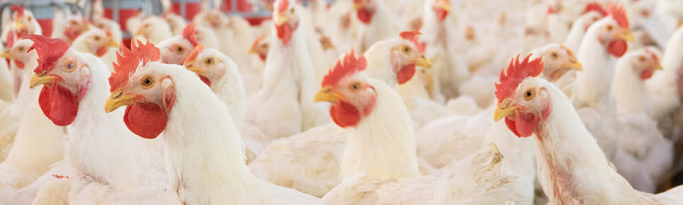 View of hens and roosters inside a modern poultry house 