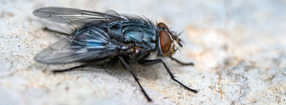 Beautiful close-up macro photo of a fly sitting on a stone