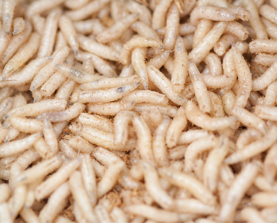 Crawling white fly larvae (used for fishing). Location: on the coast of river