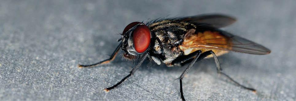Stand alone fly close up