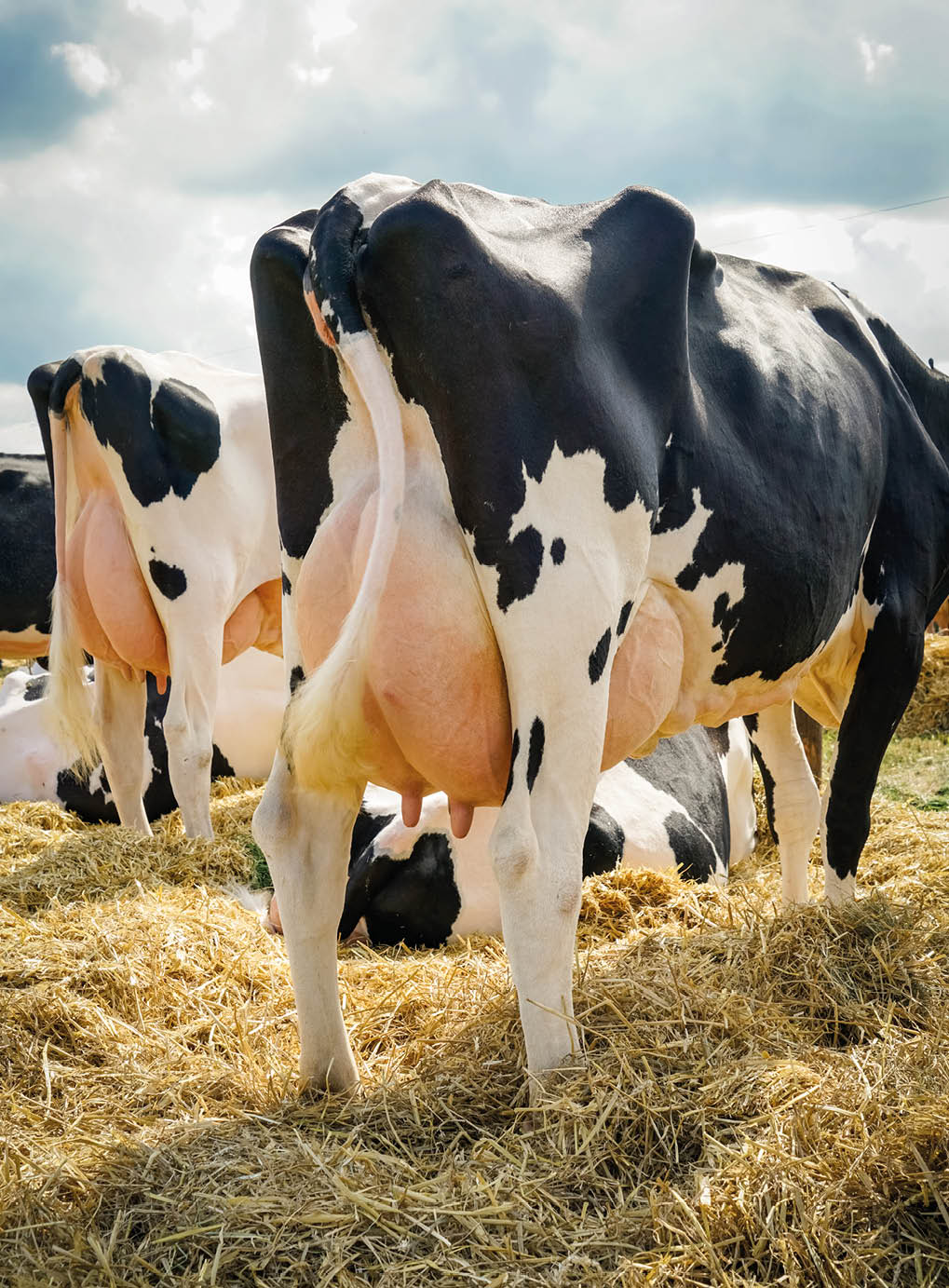 Agrarmotive - H hepunkt im Leben einer Hochleistungs-Milchkuh, Vorf hrung auf einer Tierschau. Schon Tage vorher werden die Tiere geschoren und gewaschen und selbst direkt vor ihrem Auftritt nochmals nachgestriegelt und mit Oel auf Hochglanz gebracht. Landwirtschaftliches Symbolfoto.