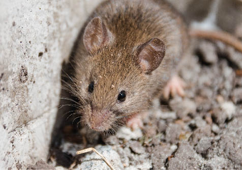 wild mouse. the mouse runs on a grass. gray mouse. mammals.