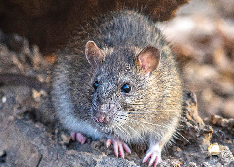  brown rat,Rattus norvegicus, also known as the common rat, street rat, sewer rat, wharf rat, Hanover rat, Norway rat, Norwegian rat and Parisian rat