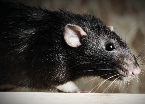 Animal gray rat close-up sitting on a table