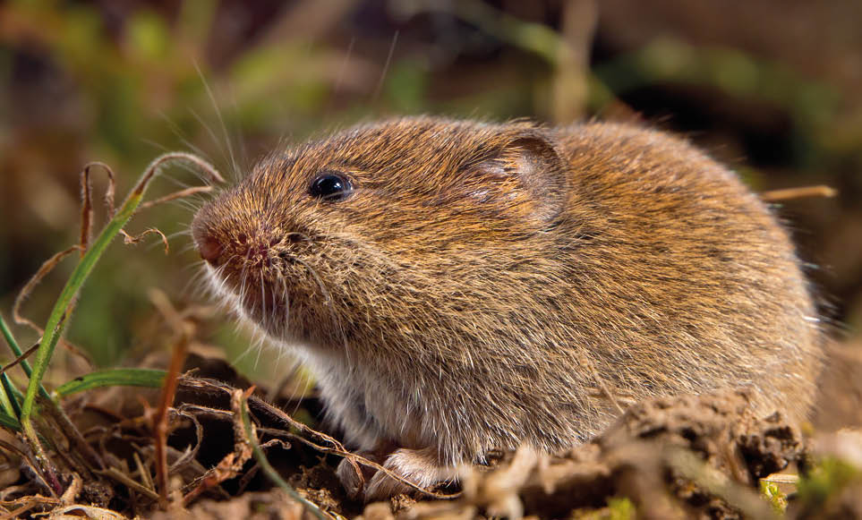 Common Vole (Microtus arvalis) in it's Natural Rural Open Habitat