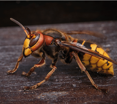 A large yellow hornet sits on a tree. A close-up.