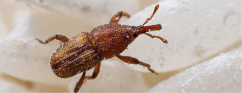 Rice weevil, or science names Sitophilus oryzae close up on white Rice destroyed. 