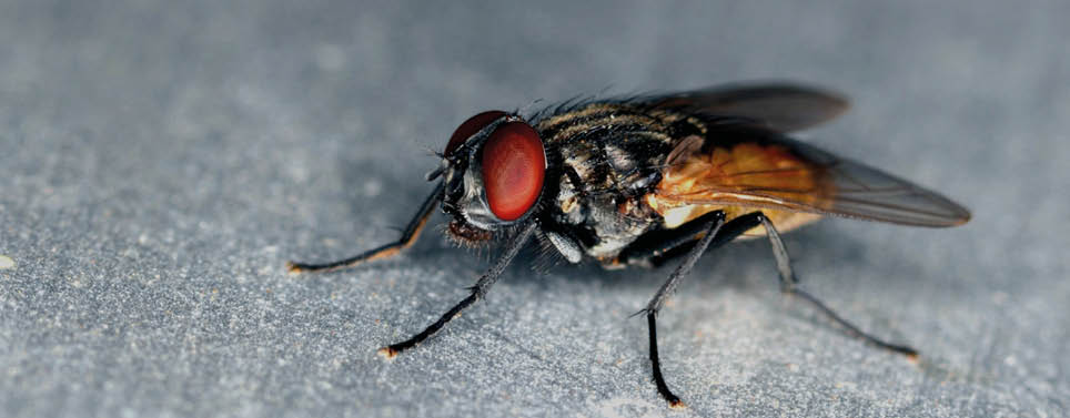 Stand alone fly close up