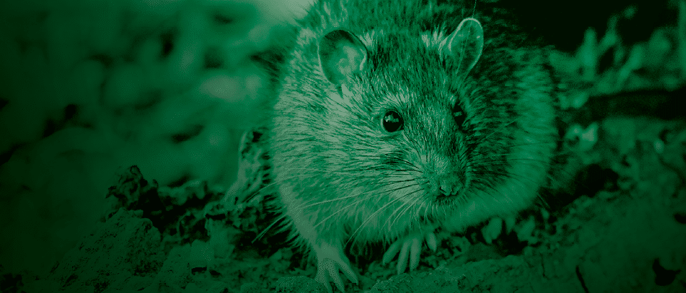  brown rat,Rattus norvegicus, also known as the common rat, street rat, sewer rat, wharf rat, Hanover rat, Norway rat, Norwegian rat and Parisian rat