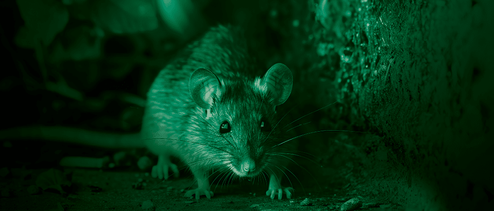 A rat emerges from a burrow next to a concrete barrier
