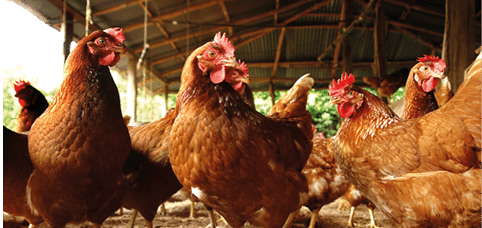 Produccion artesanal en un gallinero en el campo de huevo de gallina