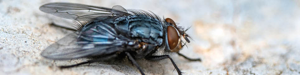 Beautiful close-up macro photo of a fly sitting on a stone