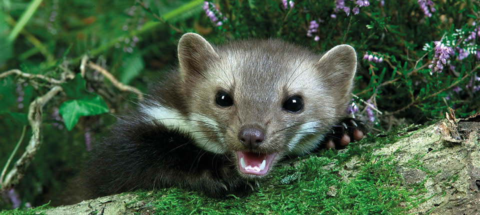Stone Marten or Beech Marten, martes foina, Adult emerging from vegetation, Normandy
