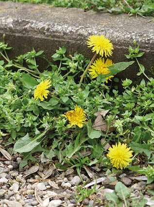 Some weeds growing on a courtyard (dandelion and grass)