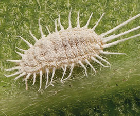 A parasitic insect, a Cochineal on a leaf