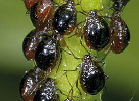 aphis fabae, black bean aphid