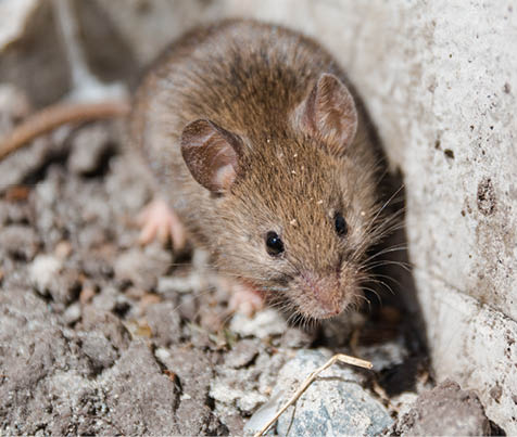 wild mouse. the mouse runs on a grass. gray mouse. mammals.