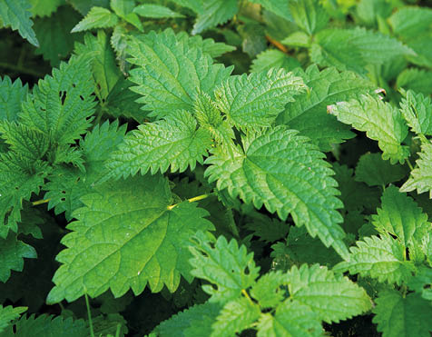 Stinging nettle or common nettle, Urtica dioica, perennial flowering plant