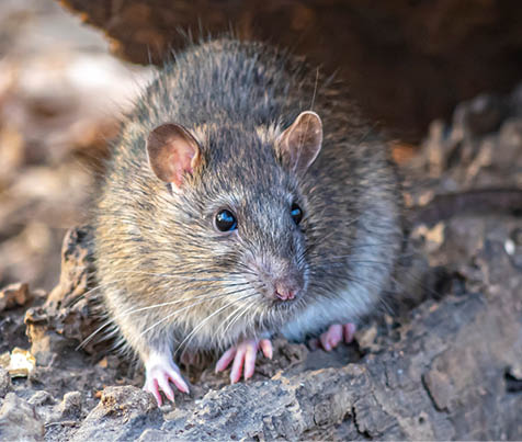  brown rat,Rattus norvegicus, also known as the common rat, street rat, sewer rat, wharf rat, Hanover rat, Norway rat, Norwegian rat and Parisian rat
