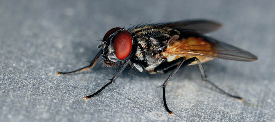 Stand alone fly close up