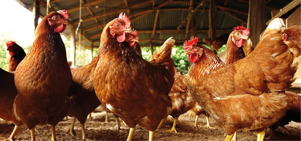 Produccion artesanal en un gallinero en el campo de huevo de gallina