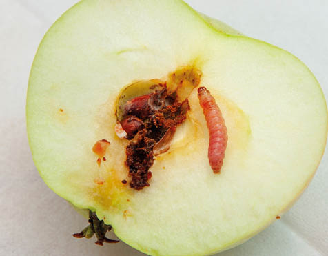 Worm apple is cut in half and worm crawls along it
