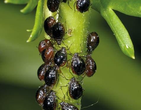 aphis fabae, black bean aphid