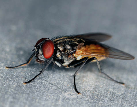 Stand alone fly close up