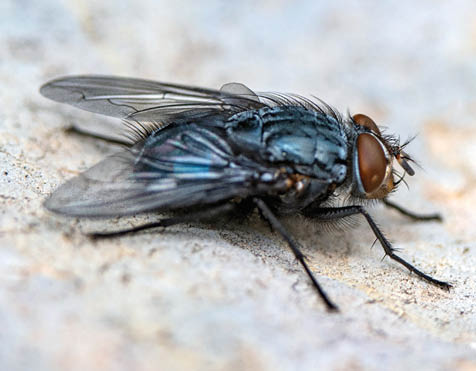 Beautiful close-up macro photo of a fly sitting on a stone