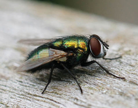 Detailed closeup on a common green bottle fly, Lucilia sericata, sitting on wood in the garden