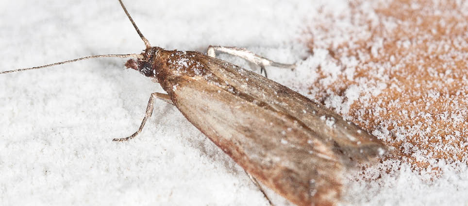 Flour Moth, Pantry Moth (Ephestia kuehniella)