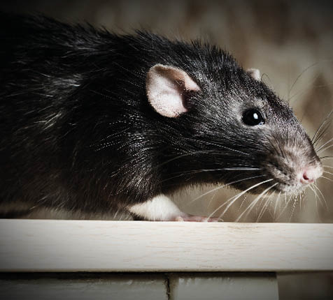 Animal gray rat close-up sitting on a table