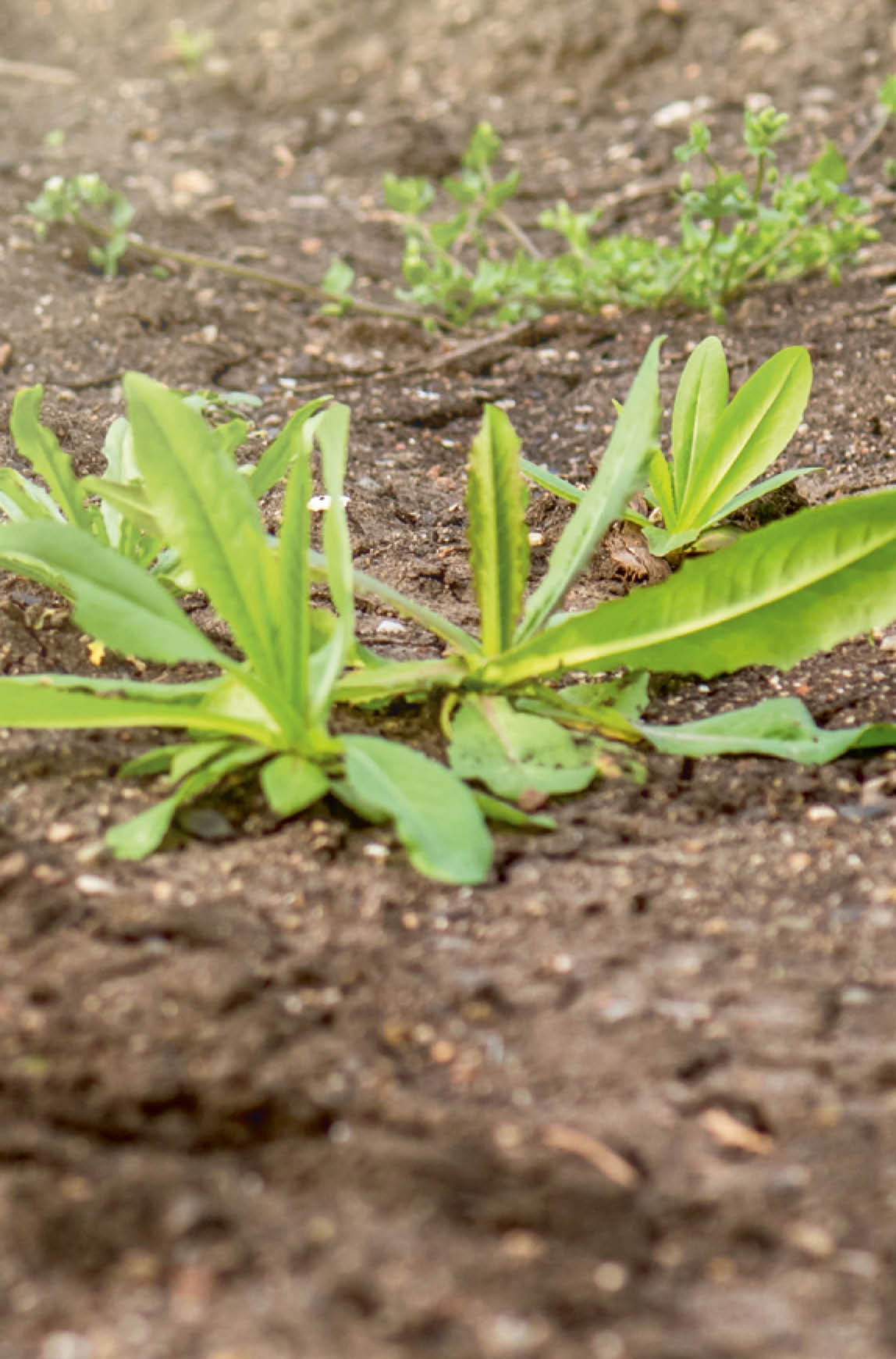 Photo of gloved woman hand holding weed and tool removing it from soil.
