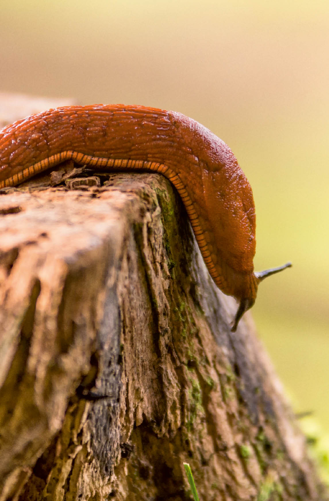 Nacktschnecke kriecht ber einen Baumstamm