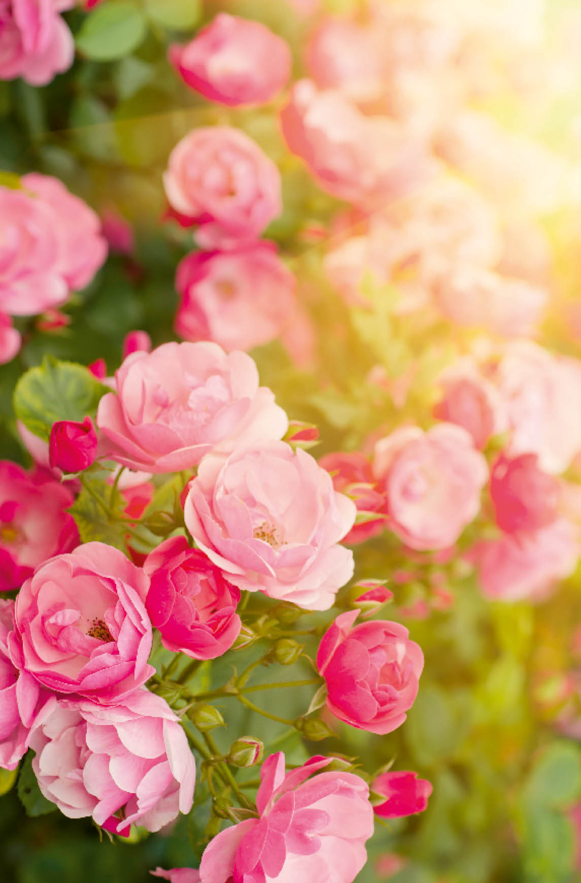 Pink beautiful  rose growing in the garden, floral sunny background