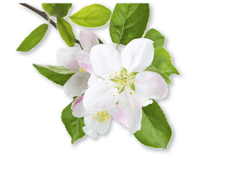 Blossoming apple tree branch isolated on white background.