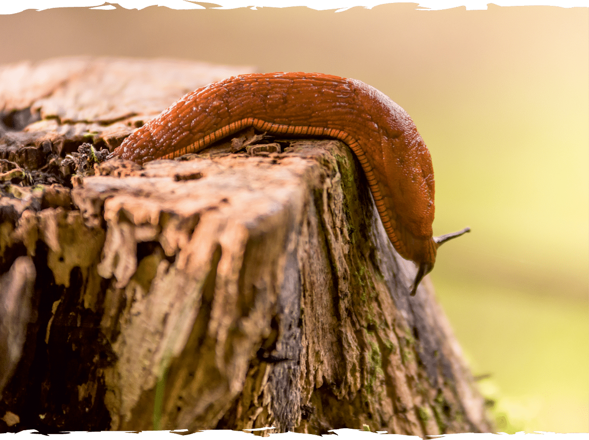 Nacktschnecke kriecht ber einen Baumstamm