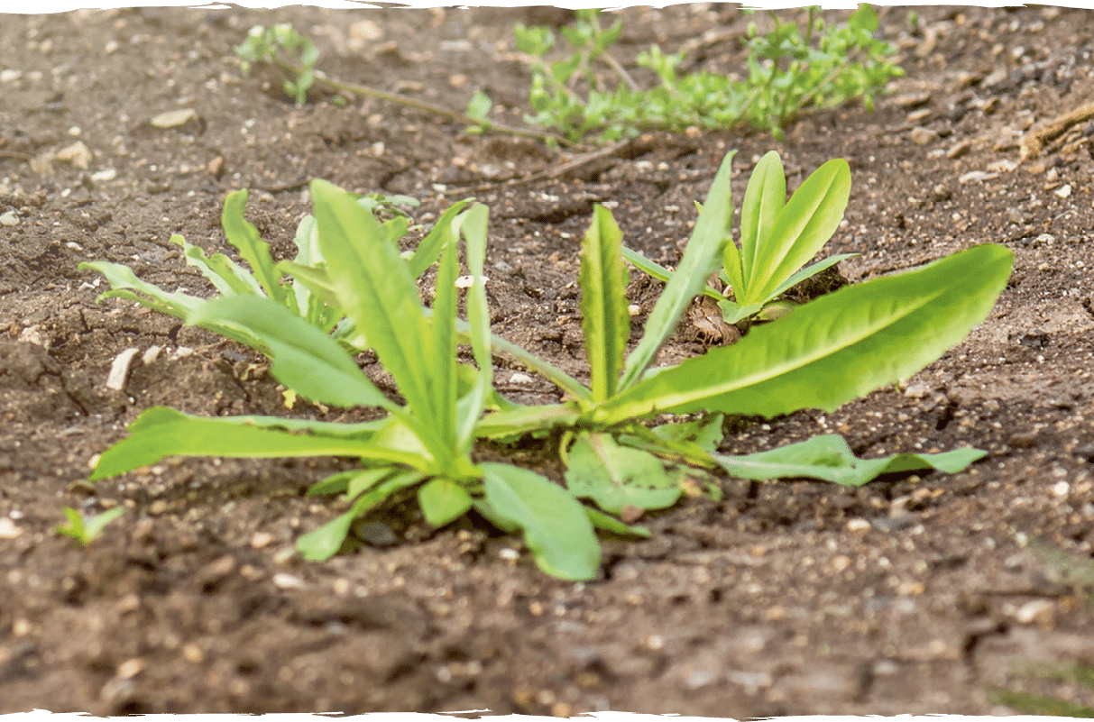 Photo of gloved woman hand holding weed and tool removing it from soil.