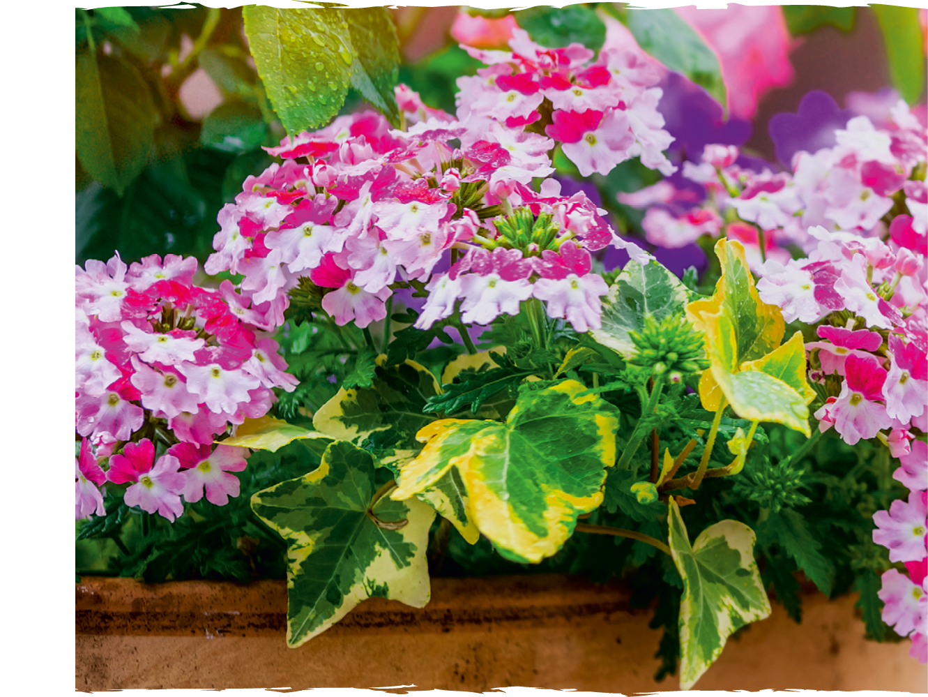 Beautiful patio flower pots on balcony in sunlight